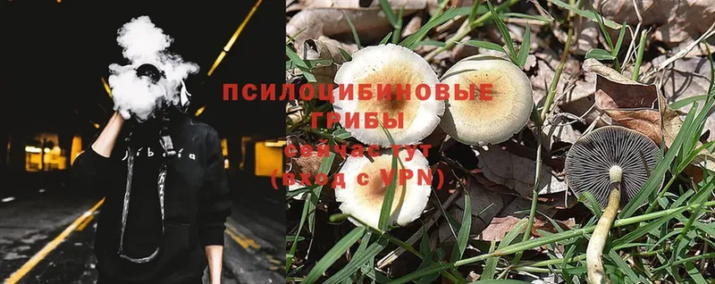 гидра ссылки  Красный Сулин  Псилоцибиновые грибы Magic Shrooms 